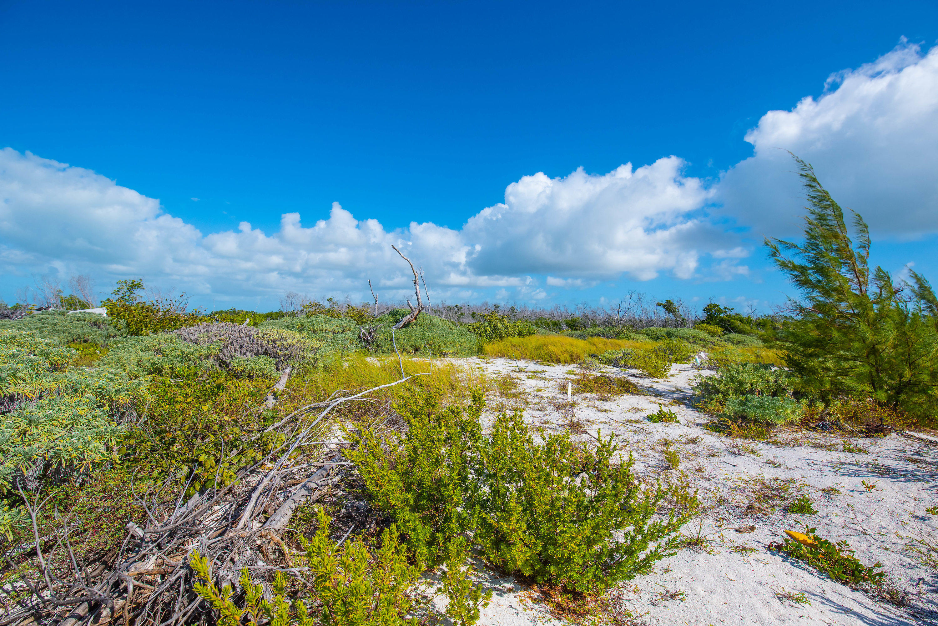 2 Cooks Island Big Pine Key, FL 33043 - Photo 13 of 26 a view of a yard