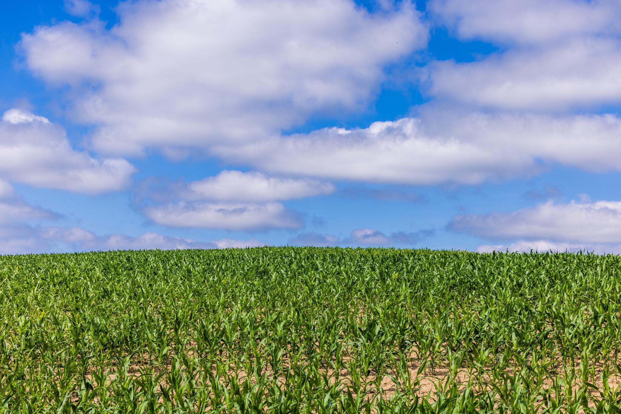Tbd 370th Street Erhard, MN 56534 - Photo 11 of 31