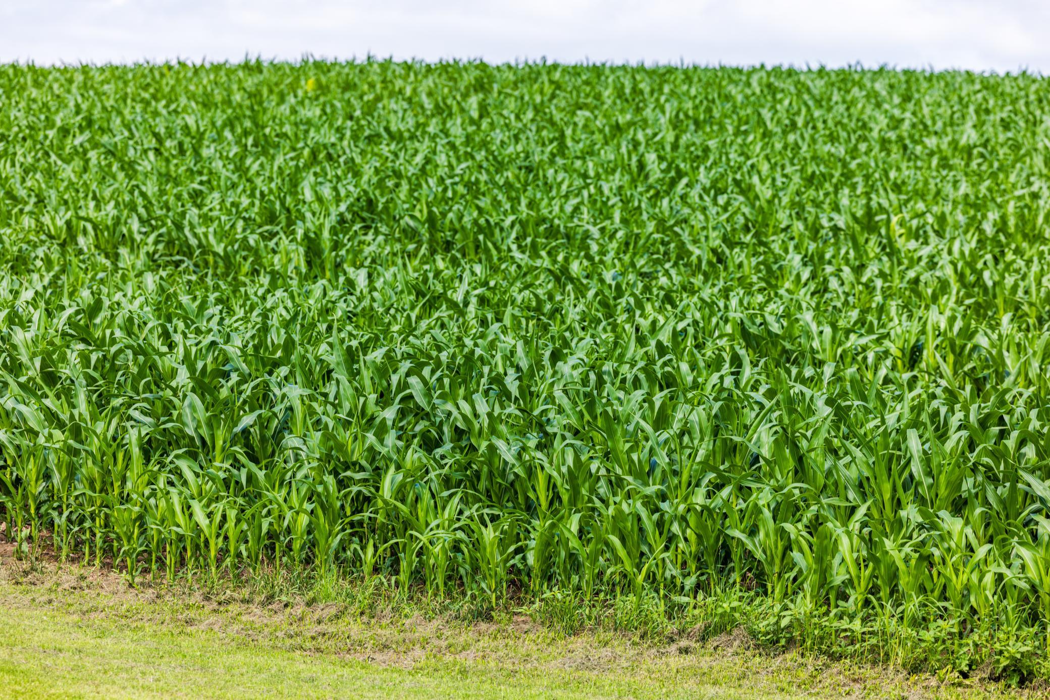 Tbd 370th Street Erhard, MN 56534 - Photo 12 of 31