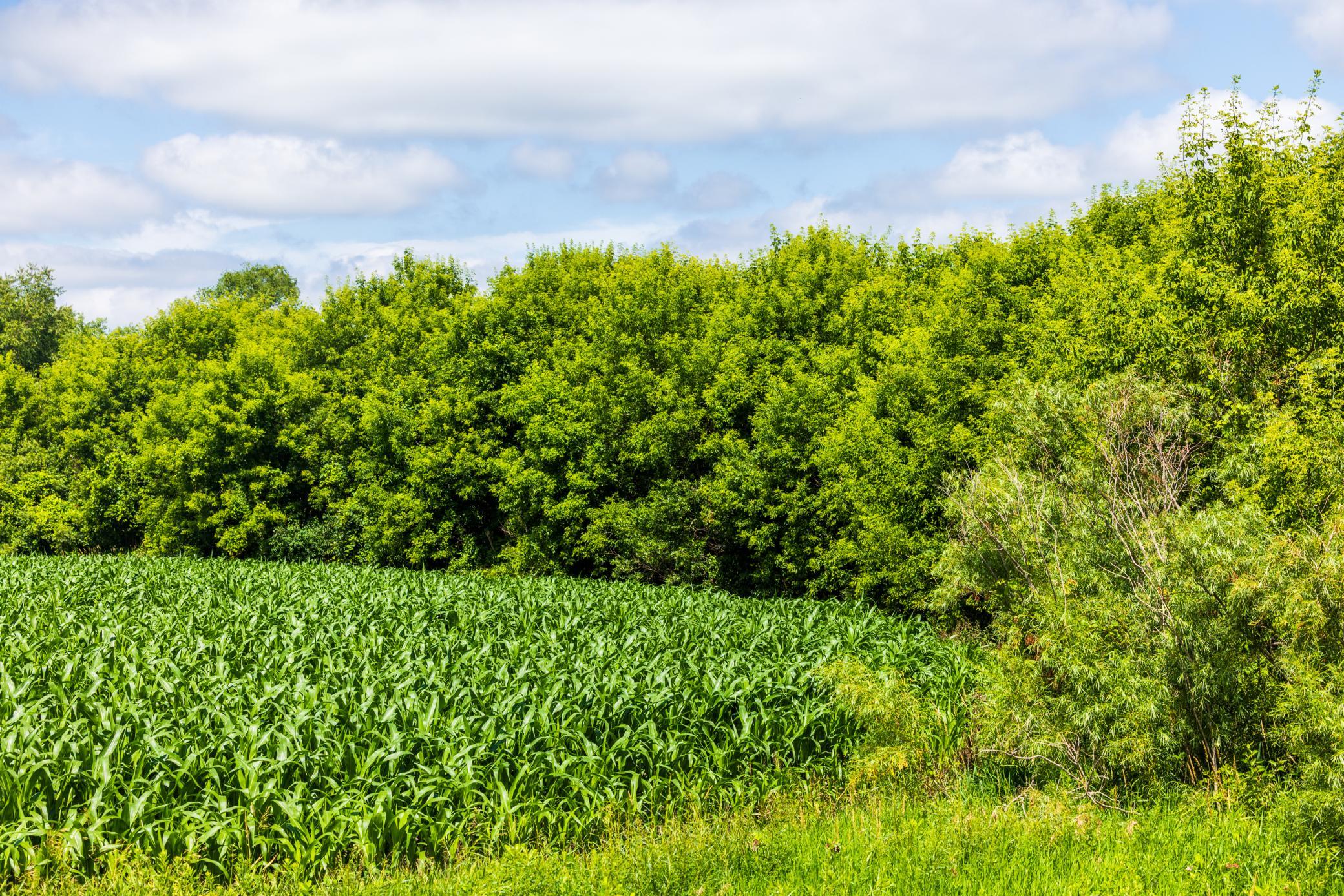 Tbd 370th Street Erhard, MN 56534 - Photo 16 of 31