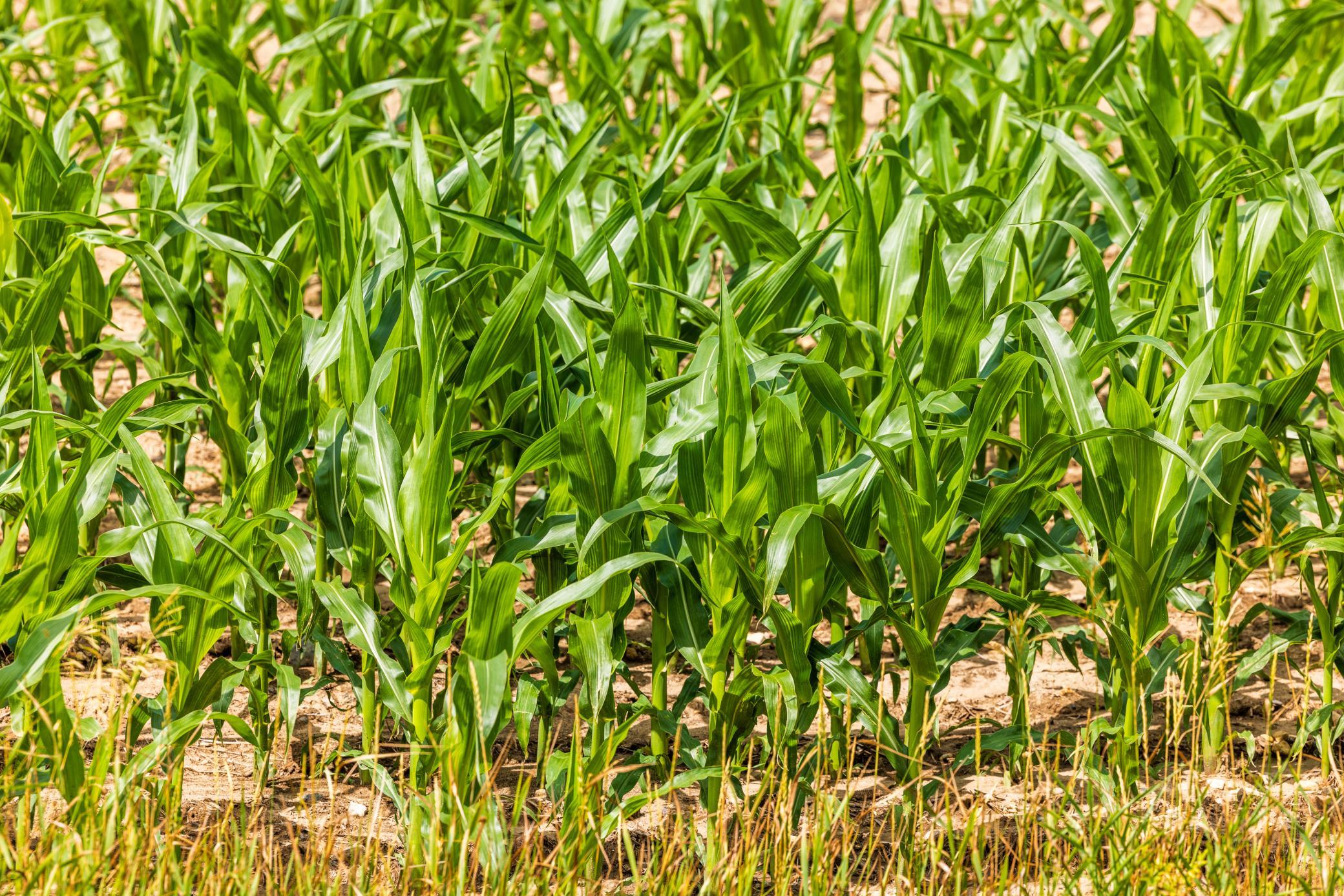 Tbd 370th Street Erhard, MN 56534 - Photo 10 of 31