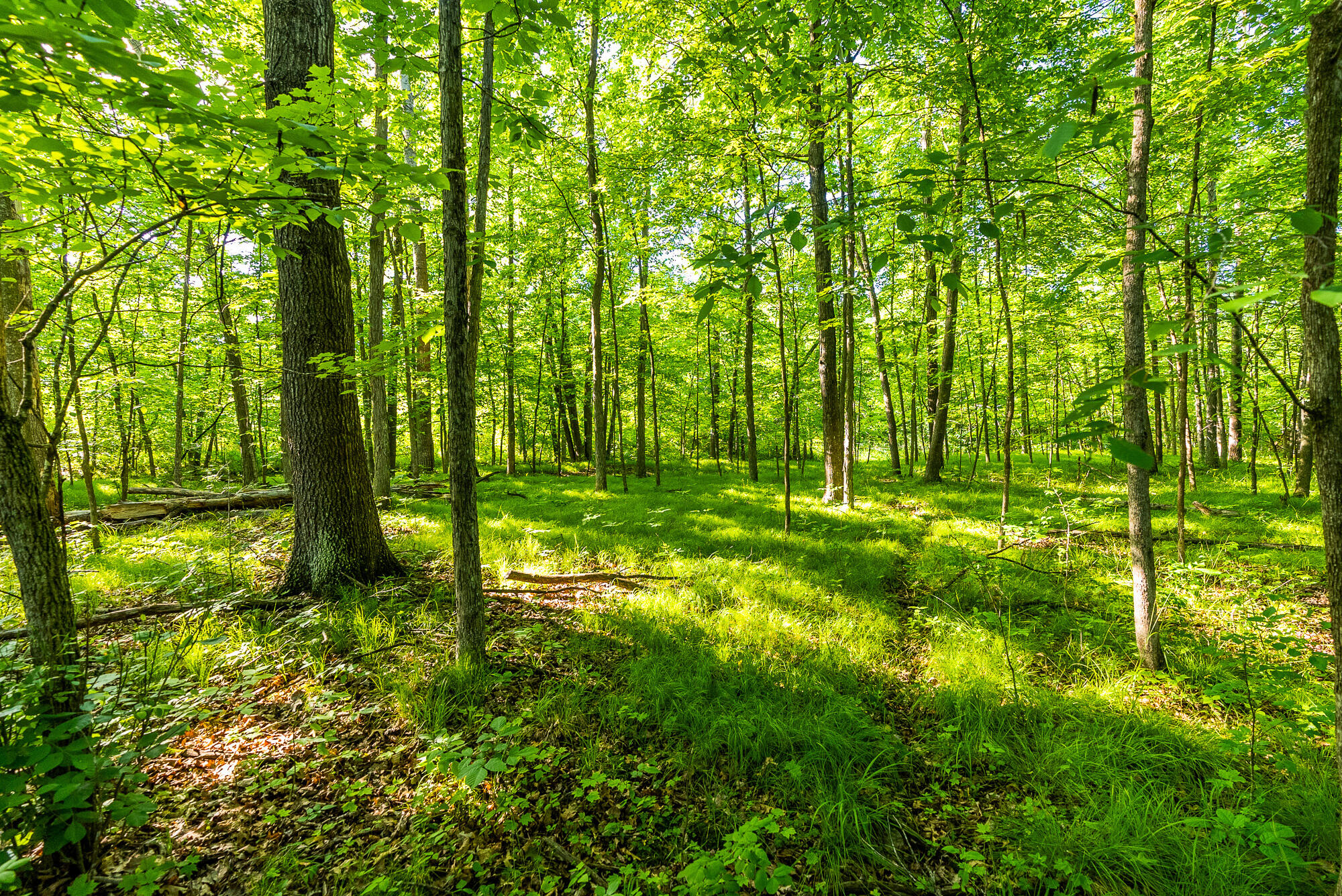 Lt0 Denzer Road North Freedom, WI 53951 - Photo 16 of 68 Sauk-County-WI-54-Acres-Land-For-Sale-16