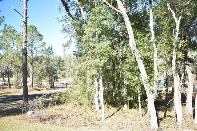 a view of large trees with yard