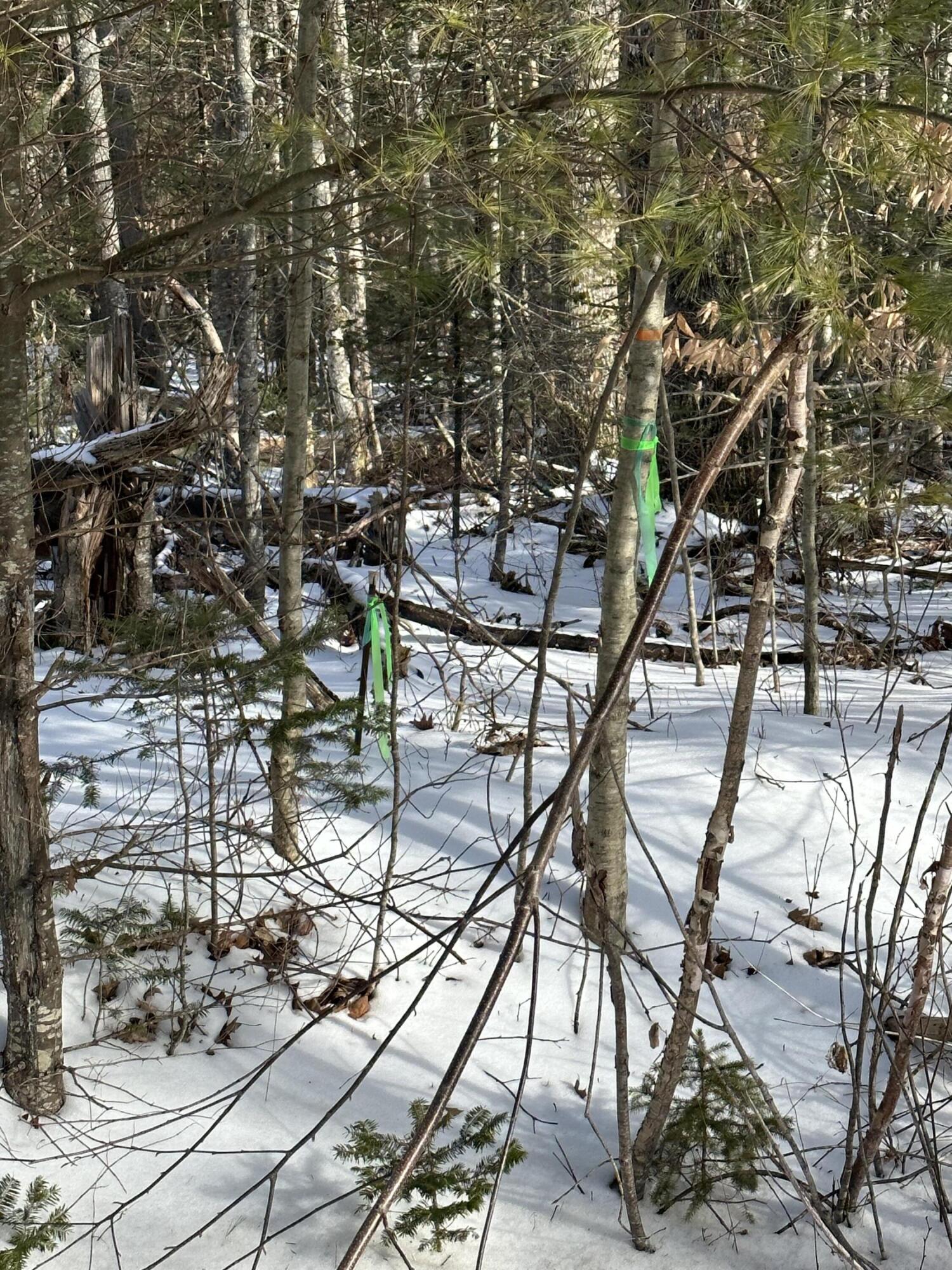 Lot #031 Cedar Swamp Road Orland, ME 04472 - Photo 3 of 9 IMG_2343