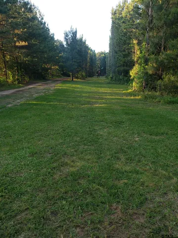 a view of a lush green forest