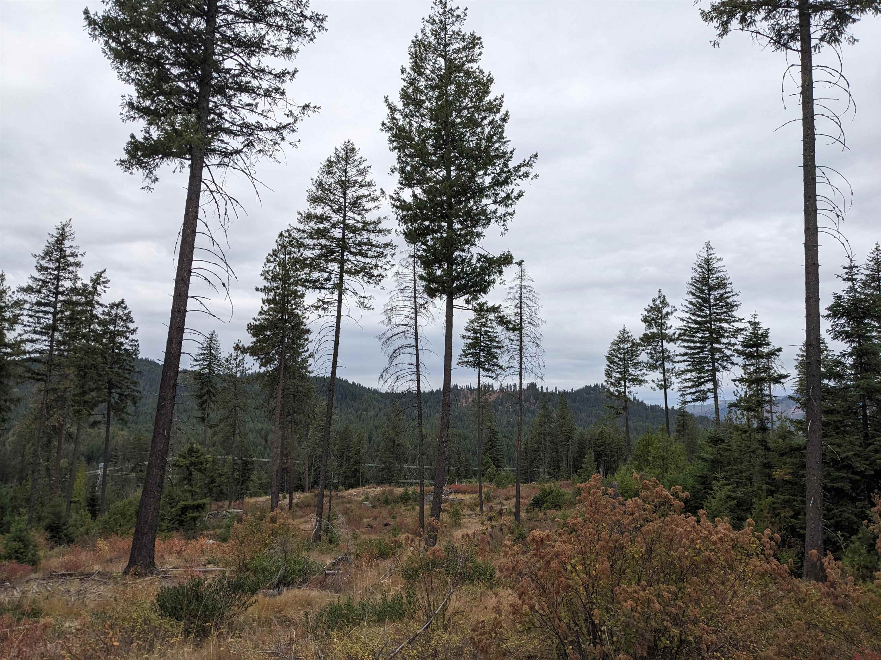 Nkn Lot 1 Nkn Road Newport, WA 99156 - Photo 12 of 17