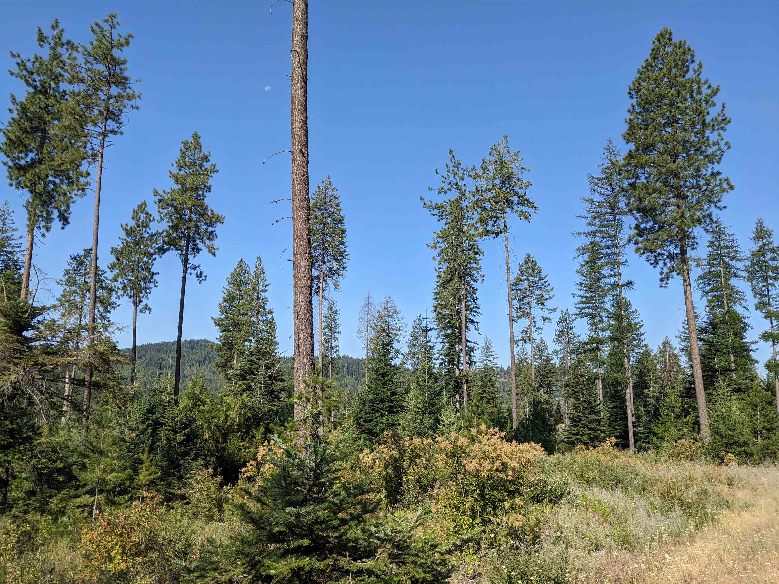 Nkn Lot 1 Nkn Road Newport, WA 99156 - Photo 5 of 17