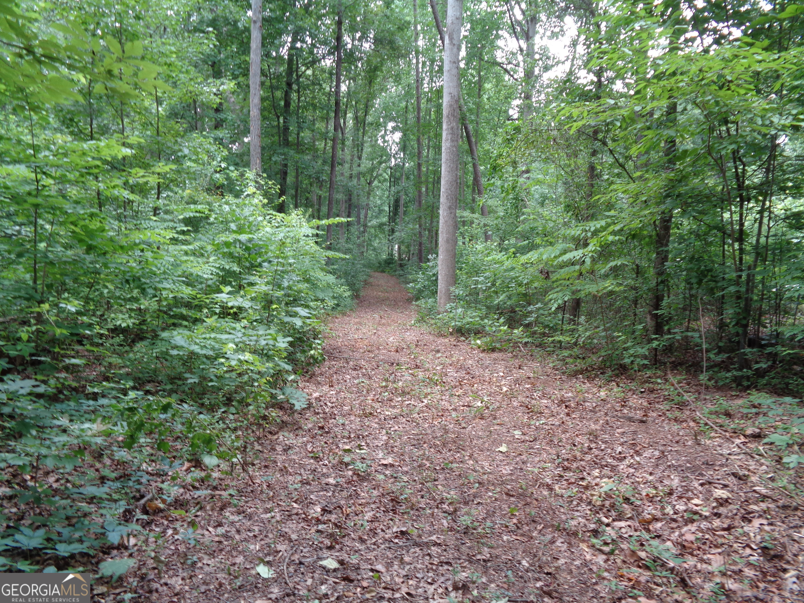 2411 Kesler Road Carnesville, GA 30521 - Photo 29 of 61 a view of a forest that has large trees