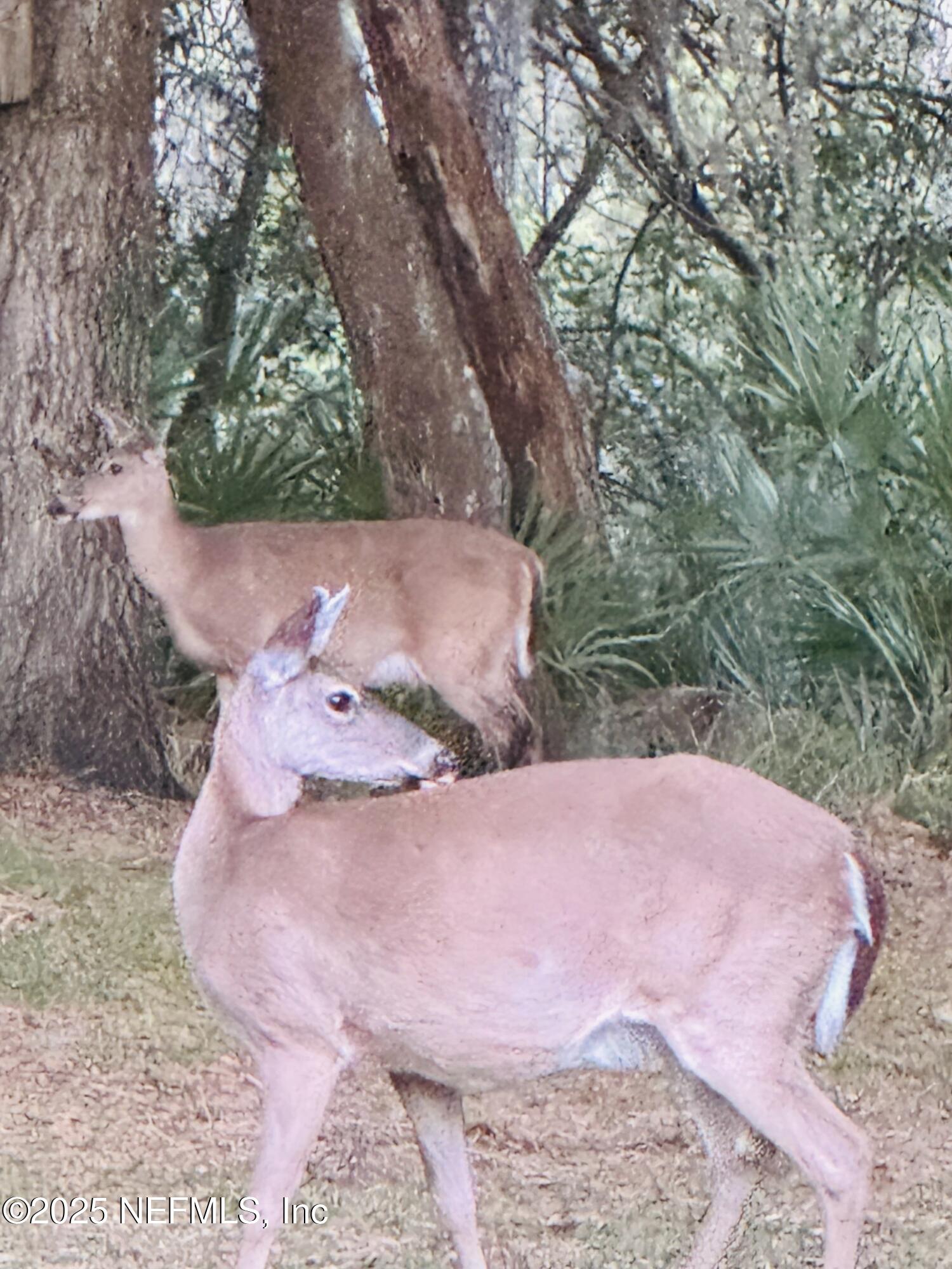 757 Old Loggers Way St. Augustine, FL 32086 - Photo 38 of 39 IMG_1384