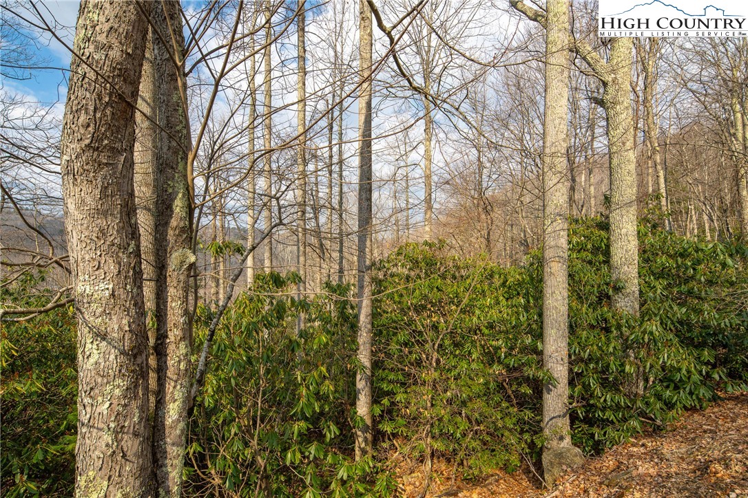 1122 Pine Ridge Road Beech Mountain, NC 28604 - Photo 38 of 38 a view of a yard with plants and trees