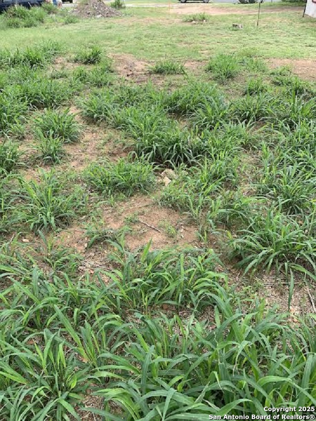 413 Ross Avenue Devine, TX 78016 - Photo 5 of 5 a view of a field with plants and large trees