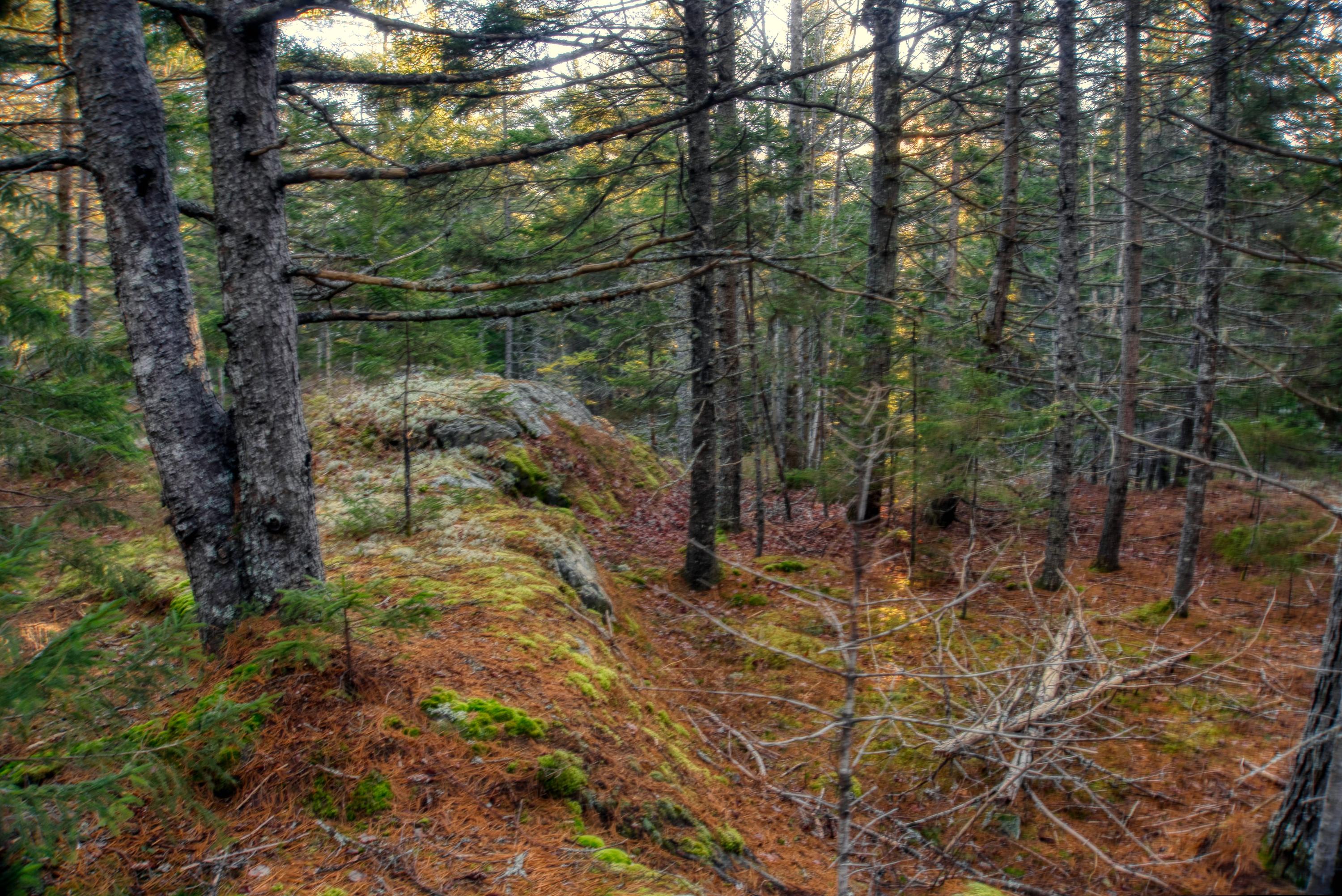 Tbd East Side Road Hancock, ME 04640 - Photo 12 of 16 inwoods view (16)