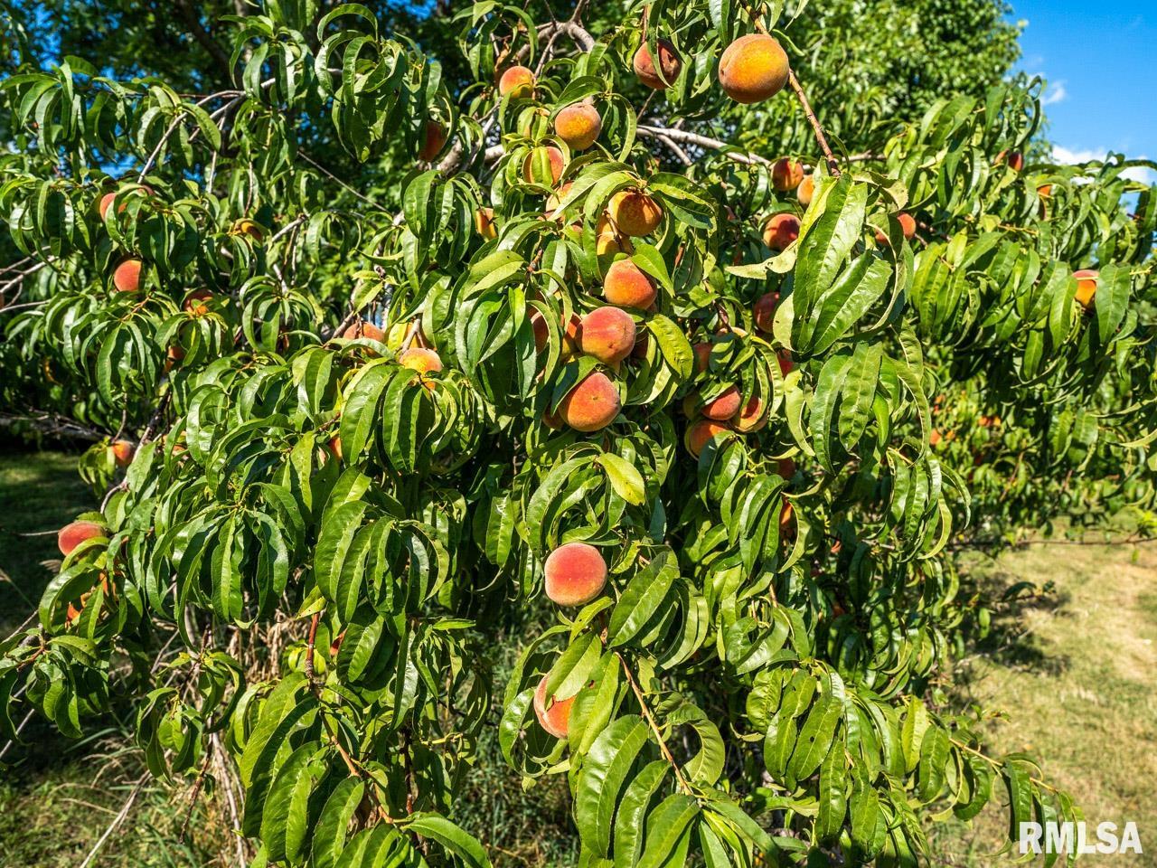 2469 85th Avenue Viola, IL 61486 - Photo 57 of 82