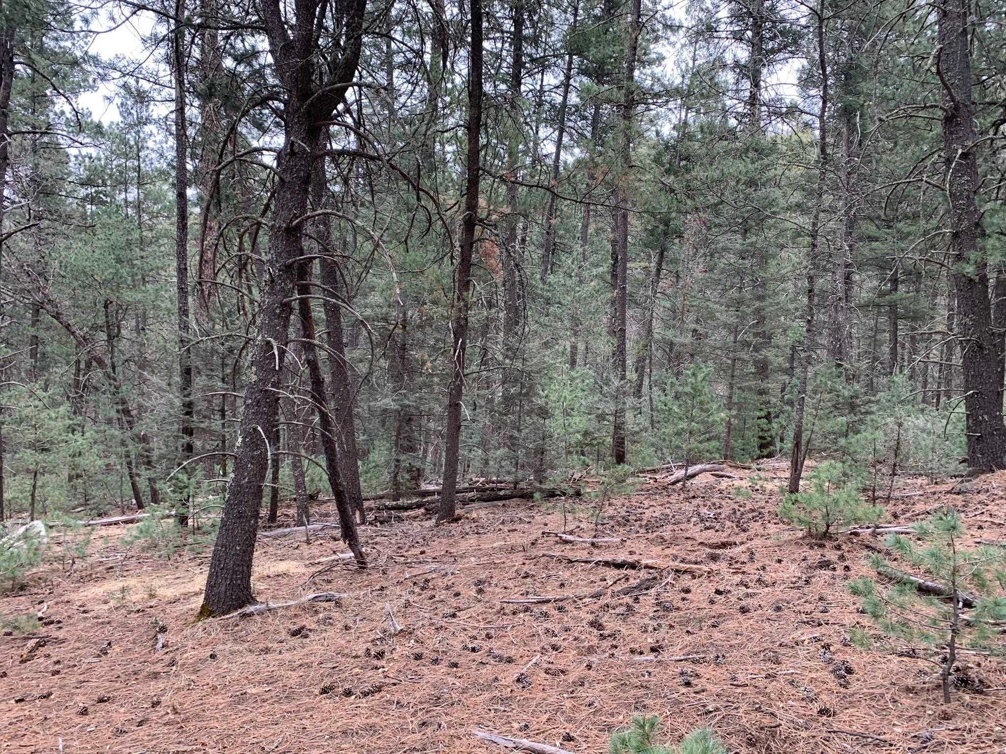 48 Cowan Road Mayhill, NM 88339 - Photo 14 of 37 Gallery Image 14
