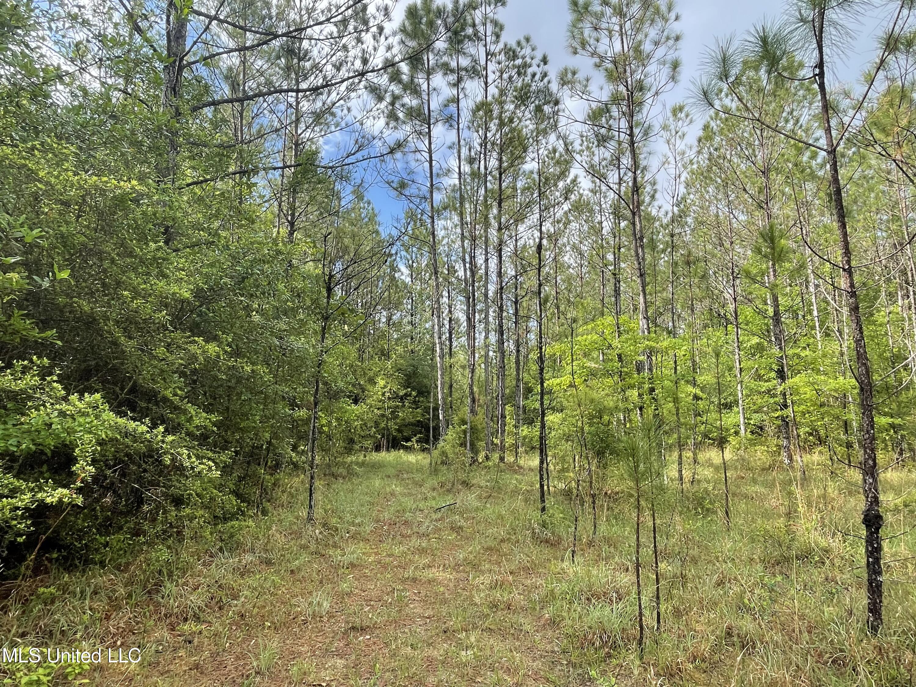 Kittrell Road Beaumont, MS 39423 - Photo 3 of 10 IMG_0176
