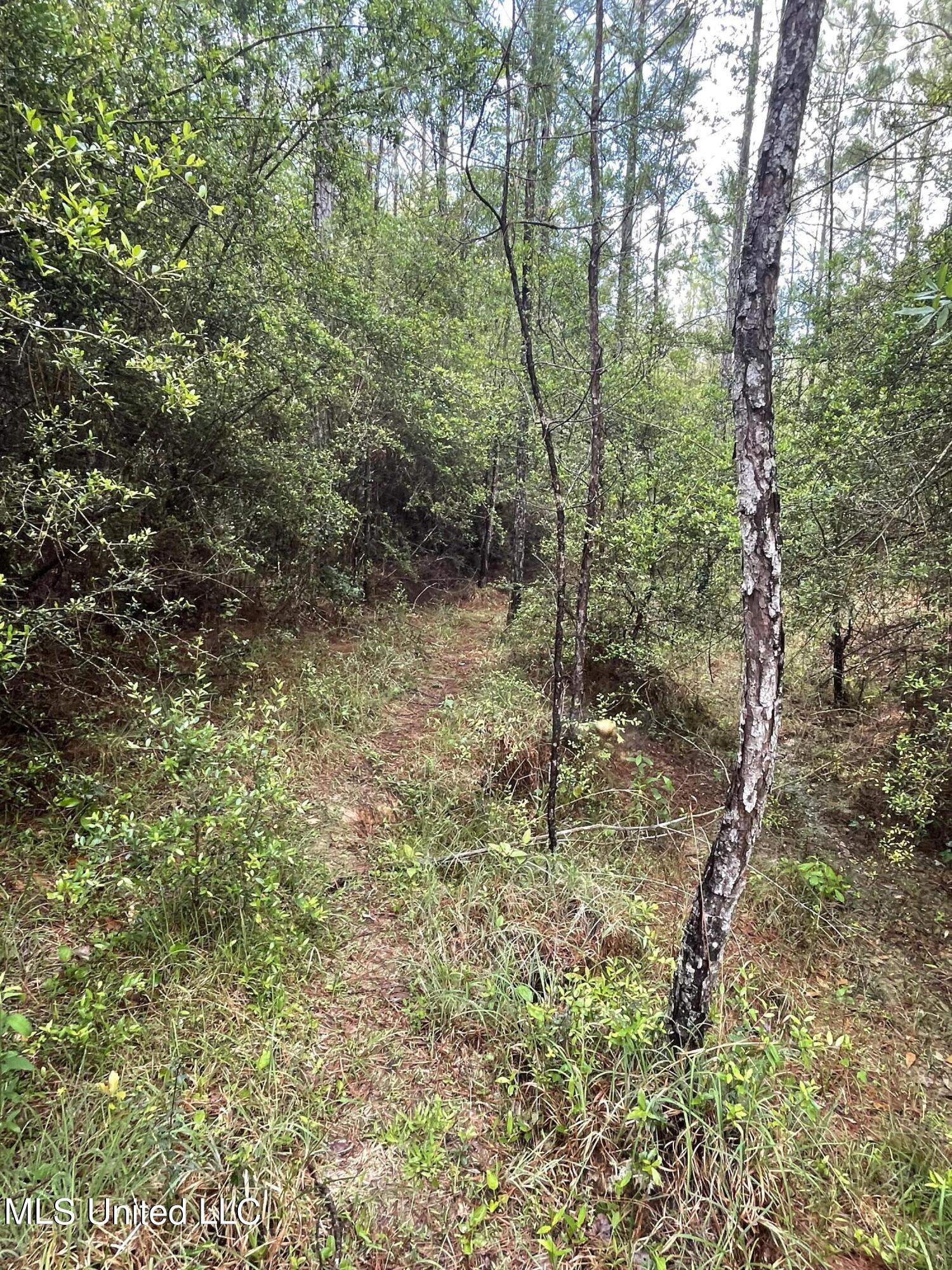 Kittrell Road Beaumont, MS 39423 - Photo 4 of 10 IMG_0177
