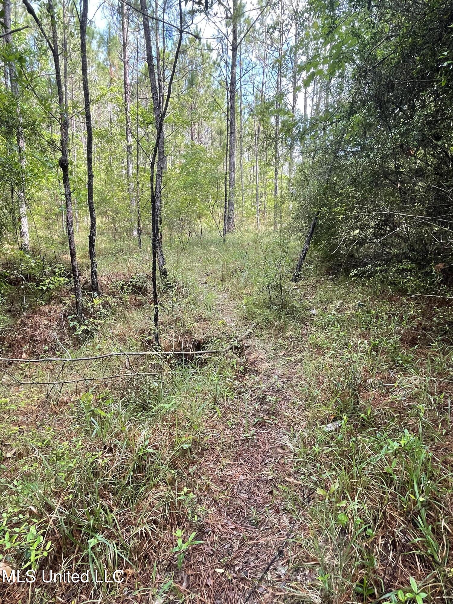 Kittrell Road Beaumont, MS 39423 - Photo 5 of 10 IMG_0179