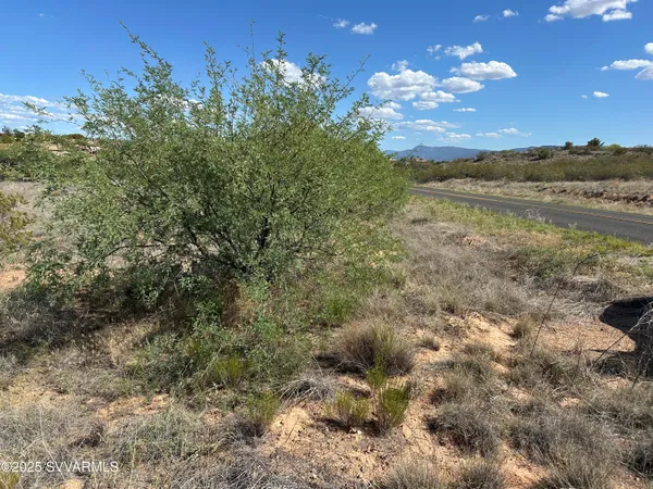 a view of a bunch of trees and bushes