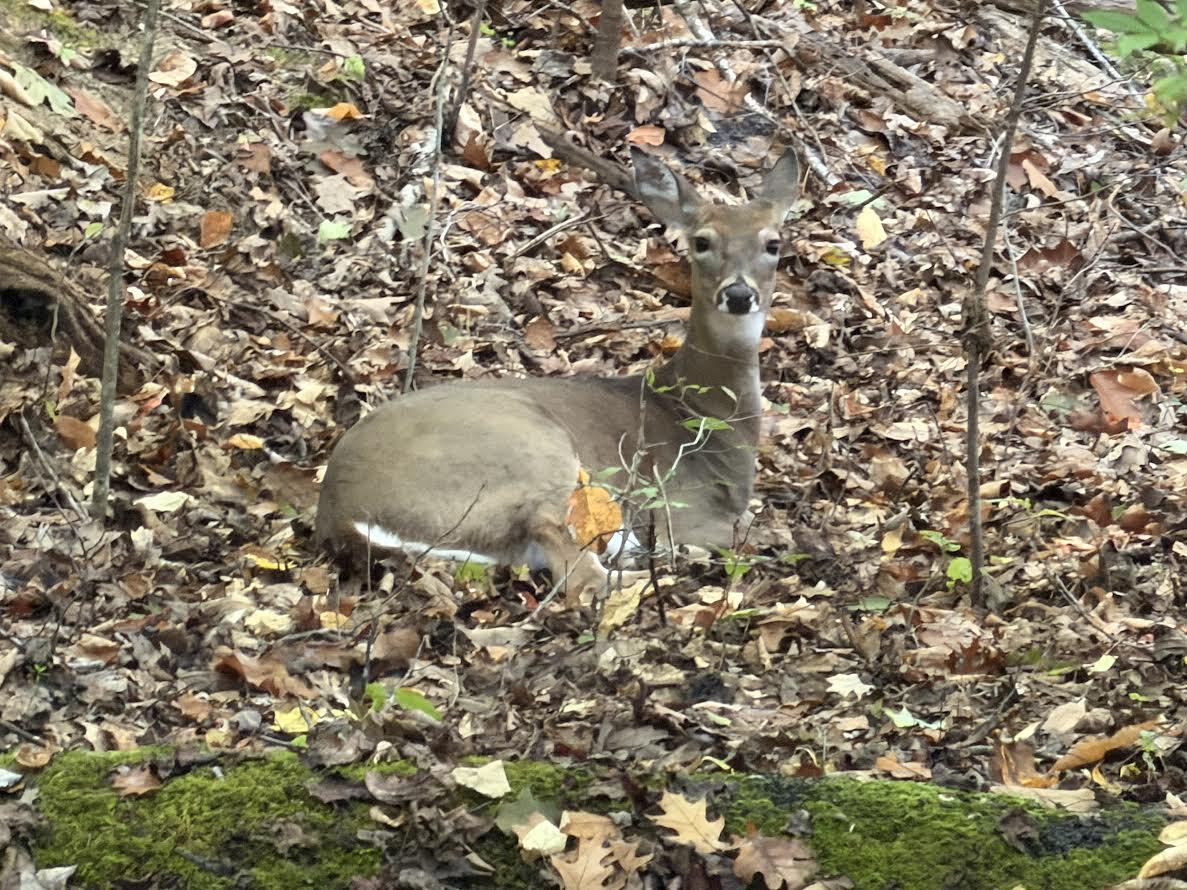 0 Raintree Road Roanoke, VA 24018 - Photo 3 of 4 main