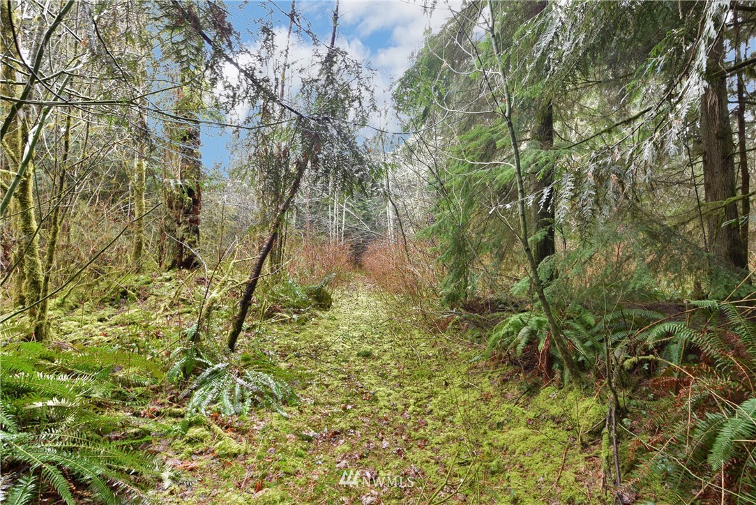 15628 Utley Road, Unit LOT 3 Snohomish, WA 98290 - Photo 8 of 16 a picture of a tree