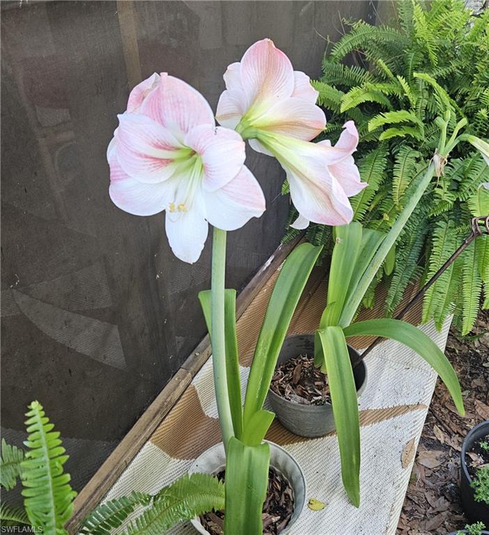 11170 Lager Road Naples, FL 34114 - Photo 11 of 24