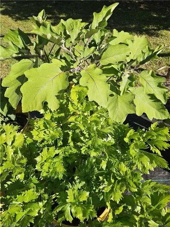 $450,000 | 11170 Lager Road, Naples, FL 34114