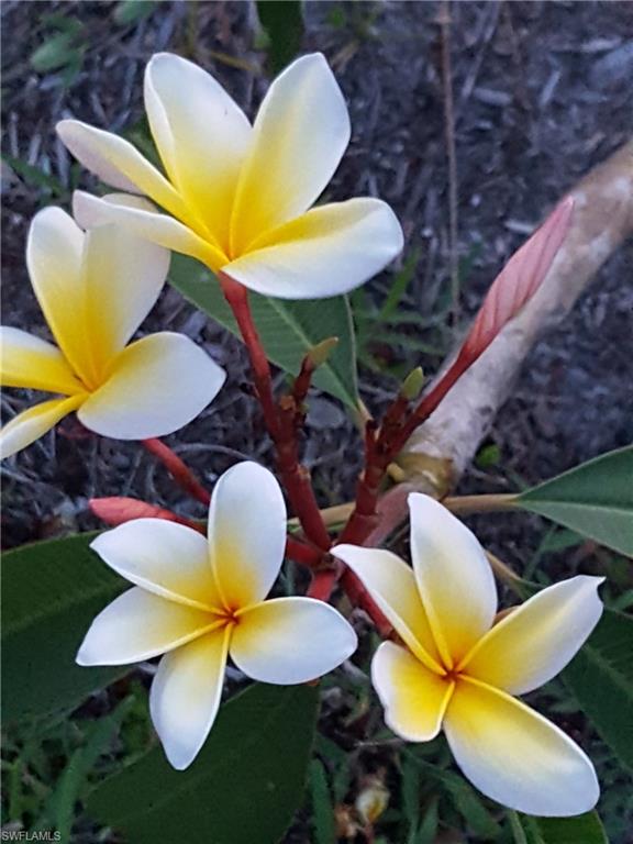 11170 Lager Road Naples, FL 34114 - Photo 23 of 24