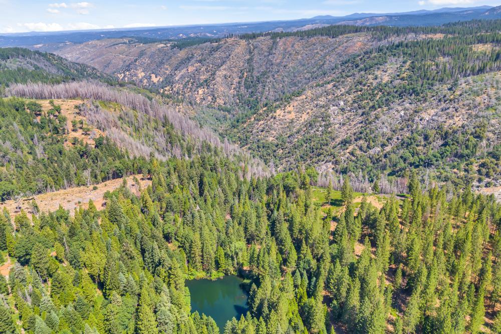 6148 Little Mountain Road Somerset, CA 95684 - Photo 35 of 39 a view of a yard with a lush green forest