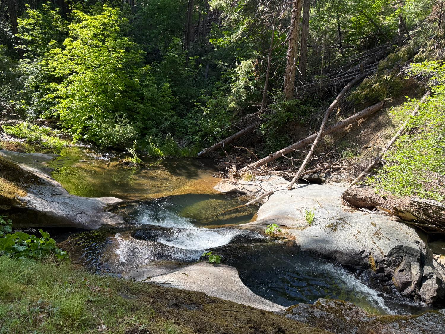 6148 Little Mountain Road Somerset, CA 95684 - Photo 39 of 39 a view of a tree with a yard