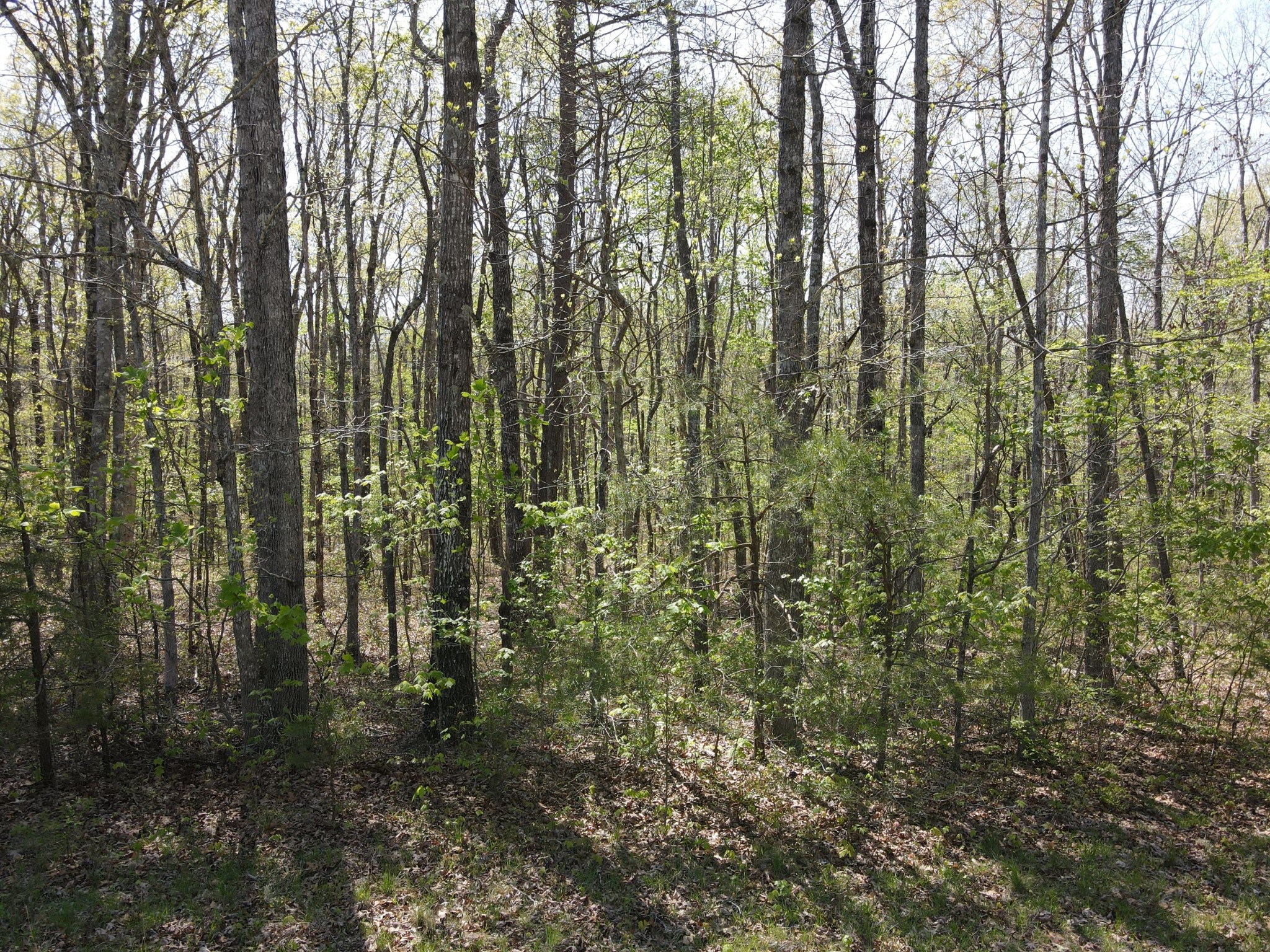 60 Hideaway Cabin Road Altamont, TN 37301 - Photo 4 of 31 Gallery Image 4