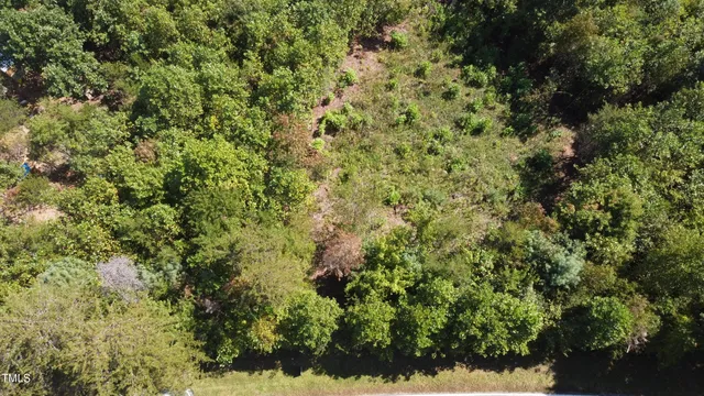 a view of a forest with a tree