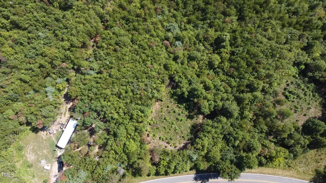 a view of a lush green forest with a tree
