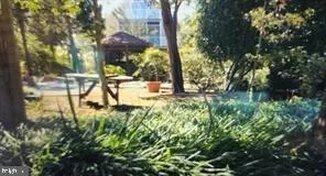 a view of a yard with plants and large trees