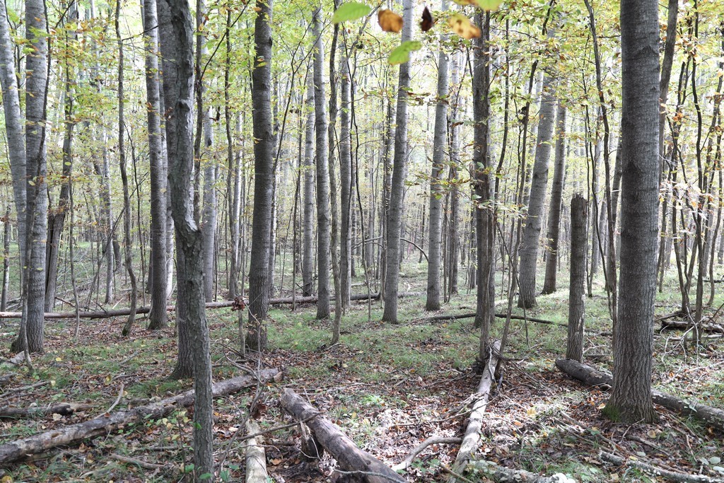 Xxx Normans Landing Road Webster, WI 54893 - Photo 10 of 16