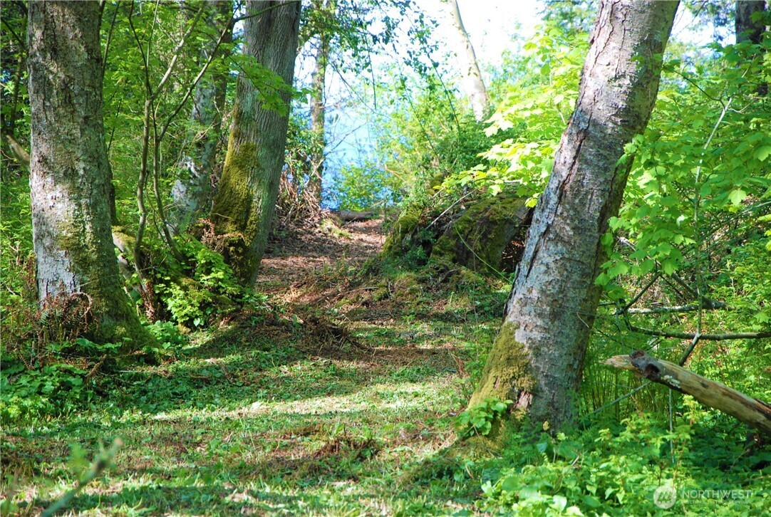 12 Koehn Road Blaine, WA 98230 - Photo 12 of 22 a plant of a tree