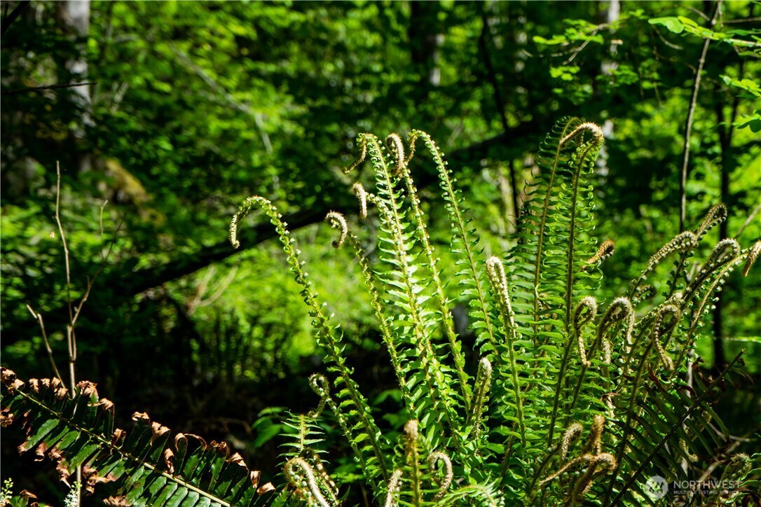 12 Koehn Road Blaine, WA 98230 - Photo 21 of 22 a backyard of a house with lots of green space
