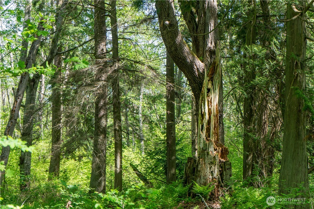 12 Koehn Road Blaine, WA 98230 - Photo 22 of 22 a view of a lush green forest