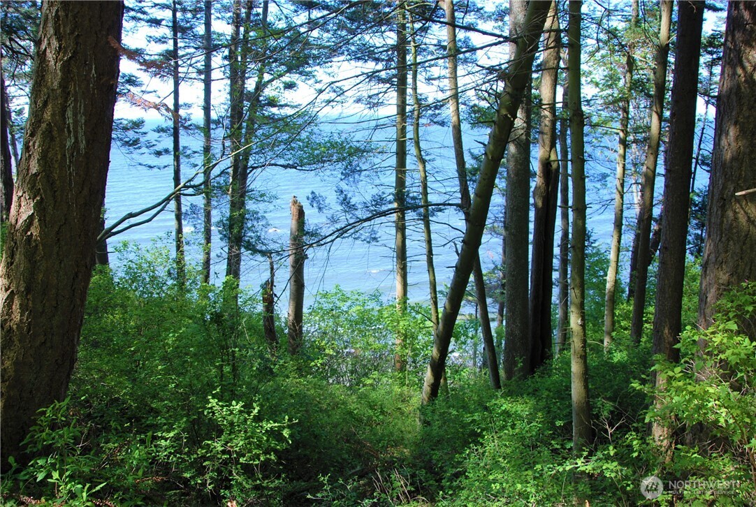 12 Koehn Road Blaine, WA 98230 - Photo 4 of 22 a view of forest