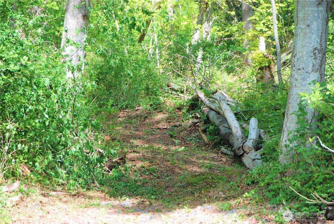 12 Koehn Road Blaine, WA 98230 - Photo 7 of 22 a view of a yard with plants and a tree
