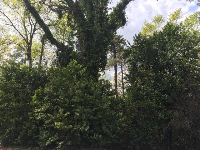 113 Maddox Avenue North Augusta, SC 29841 - Photo 1 of 1 Main View