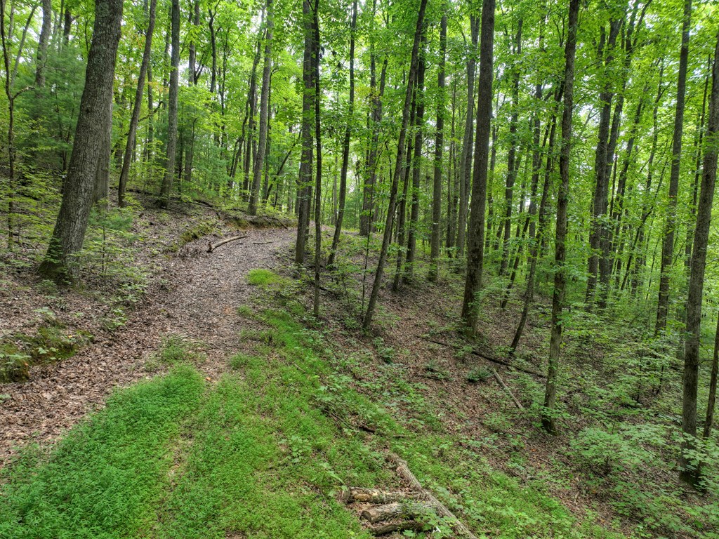 27 R Tanager Trail Ellijay, GA 30536 - Photo 11 of 60 Driveway to the building site