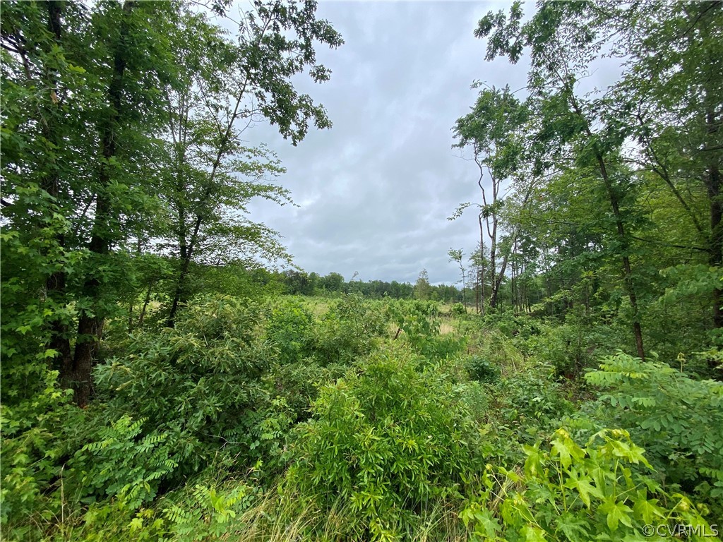 0 Cross County Road Gum Spring, VA 23065 - Photo 1 of 15 a view of a garden with a tree