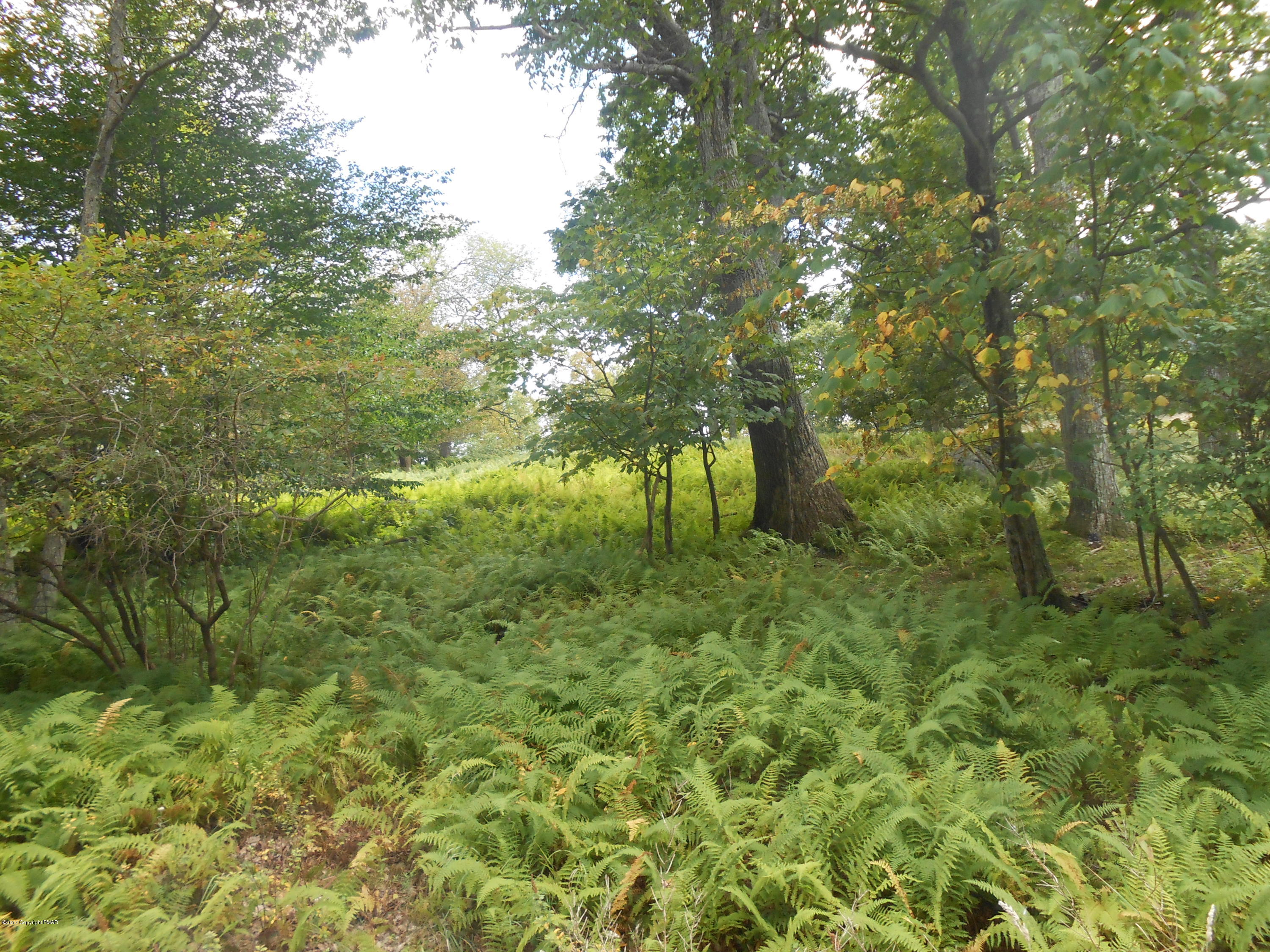 Native Ferns