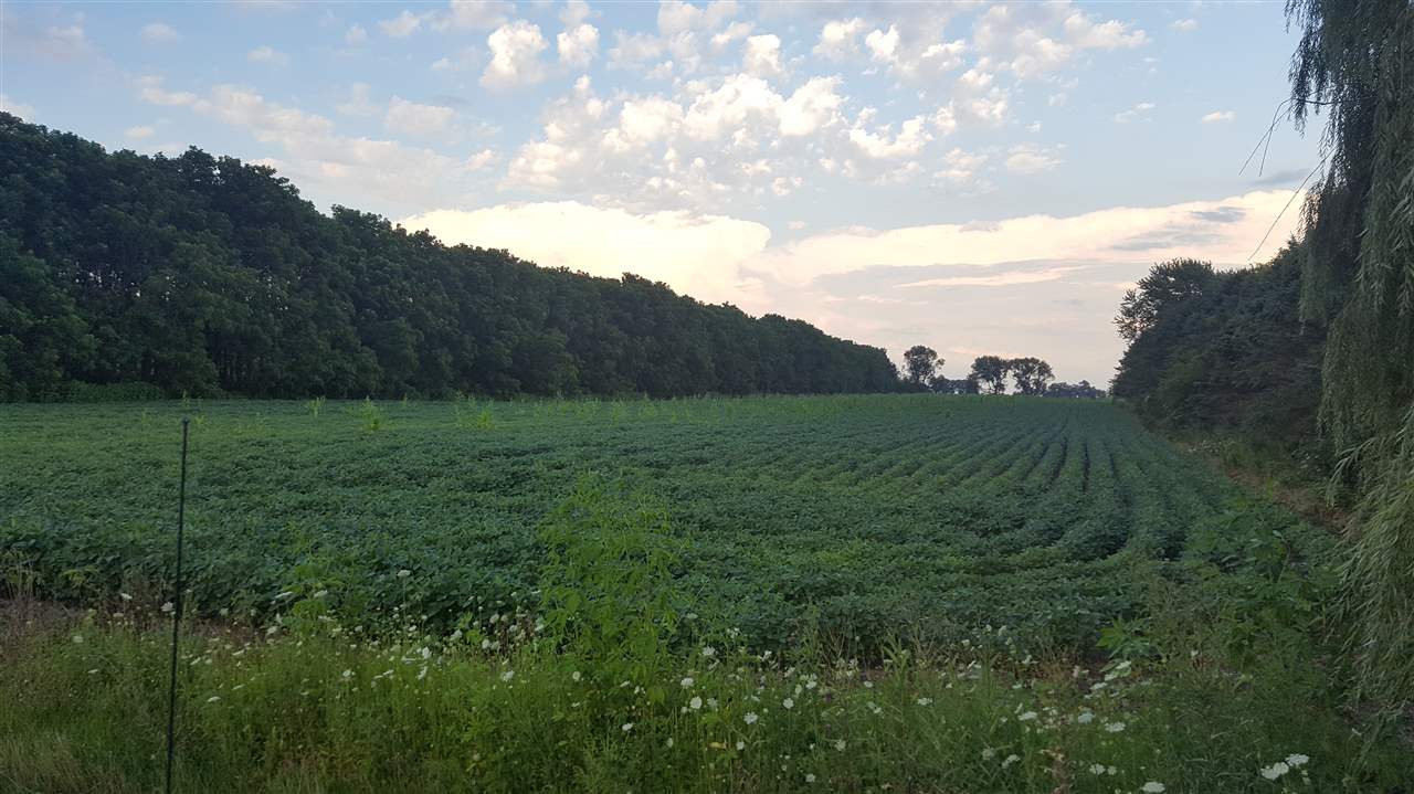 a view of a grassy field with trees