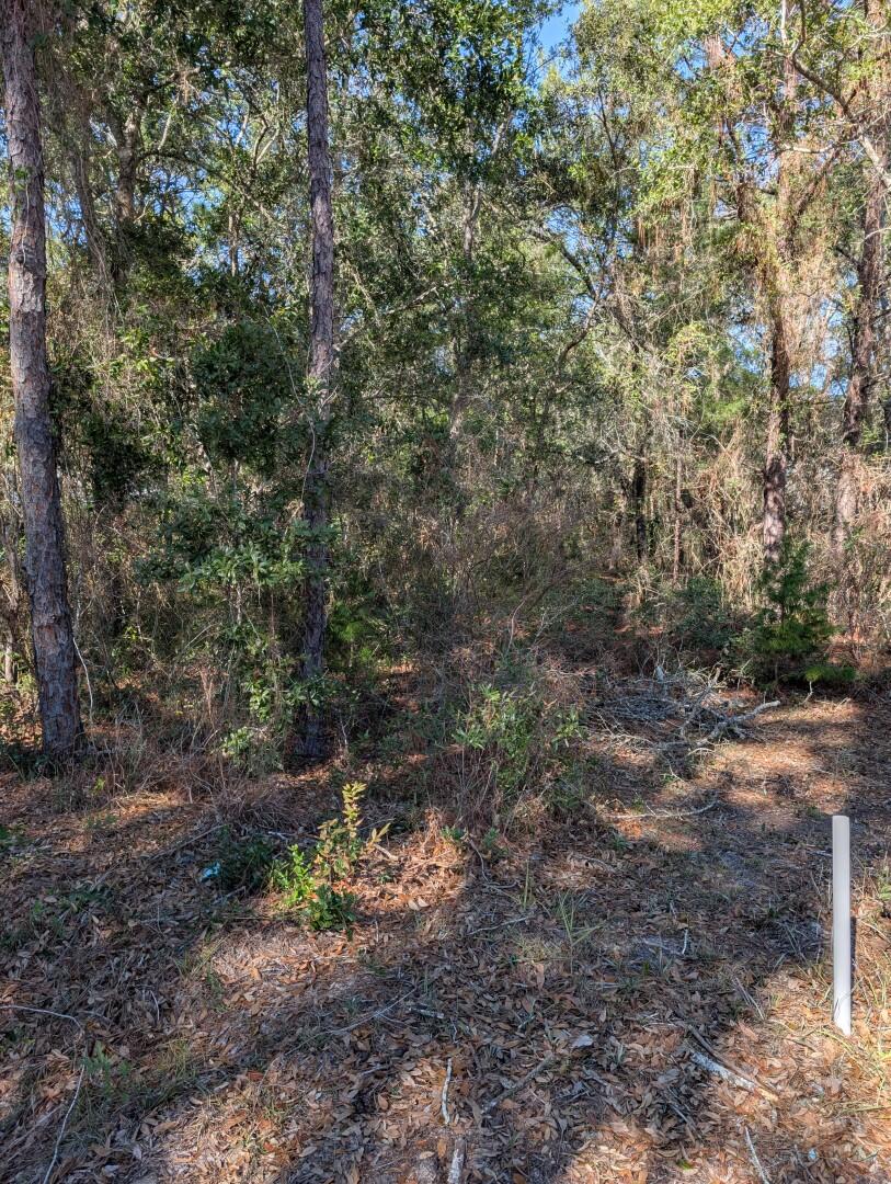 0 Morrison Avenue Santa Rosa Beach, FL 32459 - Photo 2 of 2 02