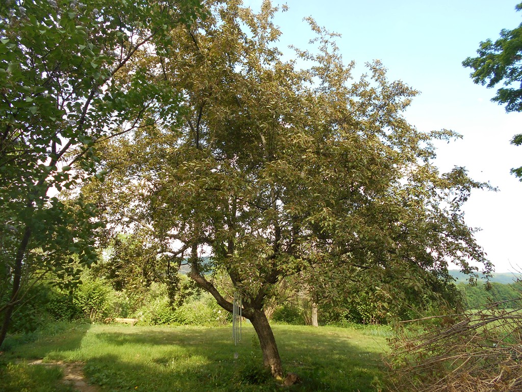 95 Chase Hill Road Warwick, MA 01378 - Photo 4 of 4 a view of tree next to a yard