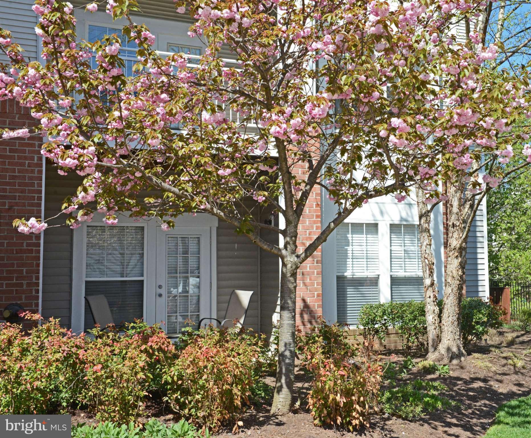 1516 North Point Drive, Unit 104 Reston, VA 20194 - Photo 24 of 25 Patio with beautiful blooms