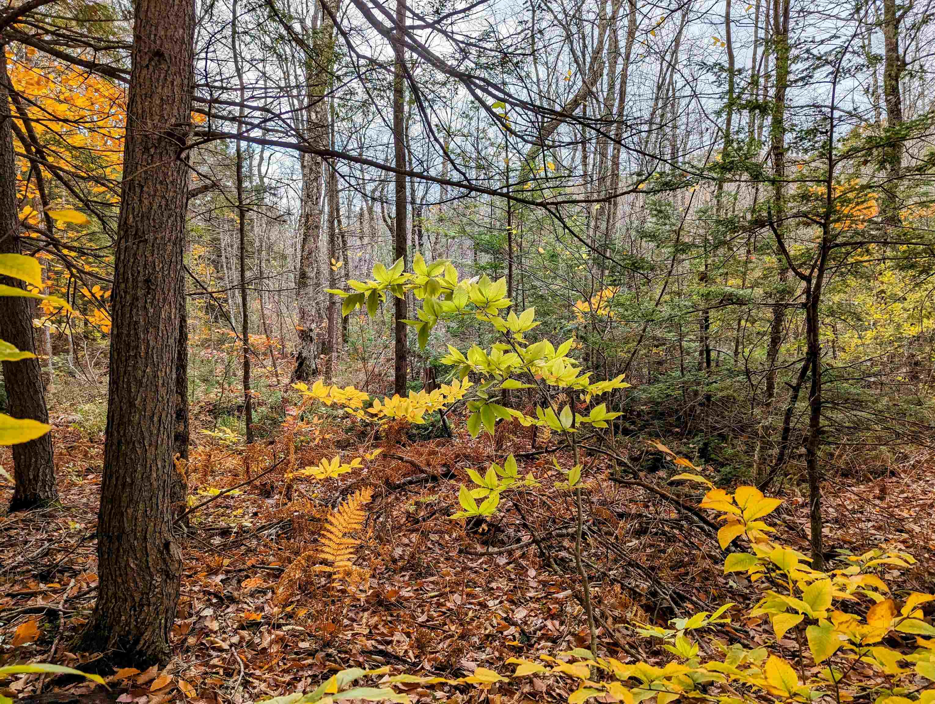 Nicola Road Middleton, NH 03887 - Photo 4 of 6