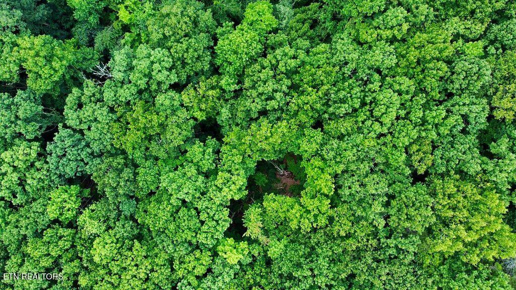 18.5-acres Raccoon Ridge Road Spring City, TN 37381 - Photo 29 of 37 19 racoon