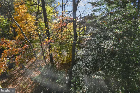 a view of a tree in a yard